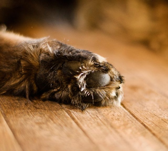 Dog paw